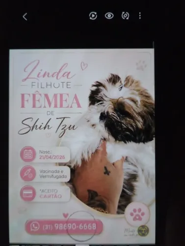 Linda Filhote Shih tsu 4 meses