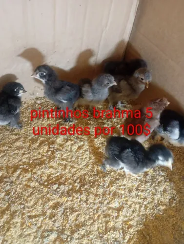 Promoção pintinhos brahma 5 und.por 100$