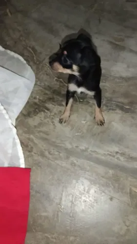 Vendo pinscher fêmea