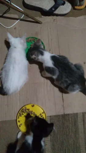 Doação de gatos filhotes
