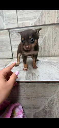 Pinscher disponível 