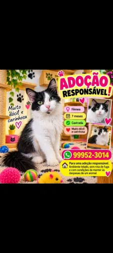 Linda e carinhosa  gatinha castrada!