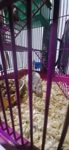 Doação de mercol/Twitter (ratinho de laboratório de estimação)...