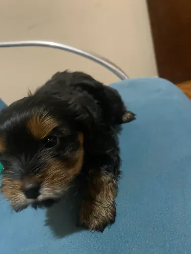 Filho de Yorkshire