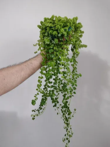 Planta: Lágrimas de Bebê