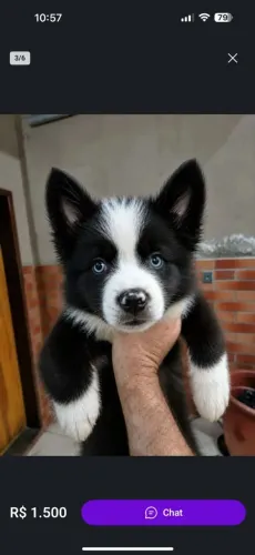 Filhote de border collie