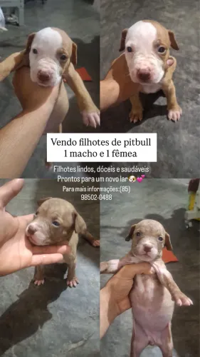 Filhotes de pitbull para venda