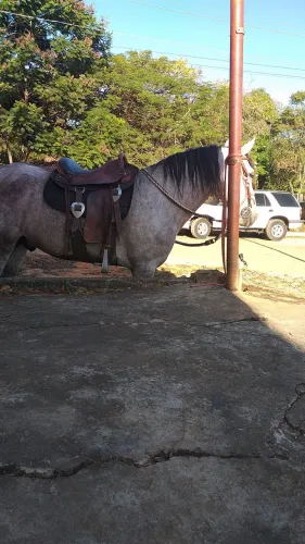 Vendo cavalo mangalarga