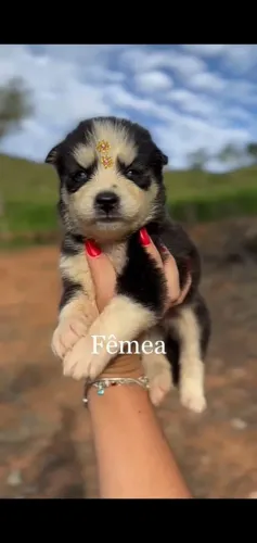 Husky siberiano olhos azuis incriveis