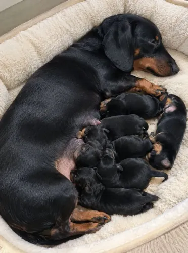 Machos e Fêmeas de Dachshund para RESERVA