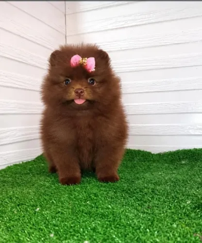 Filhote de Lulu da pomerânia fêmea chocolate