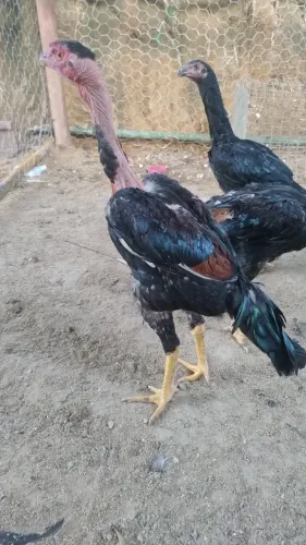 Frango Índio xamo