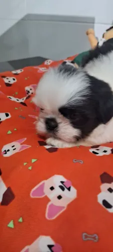 Shihtzu