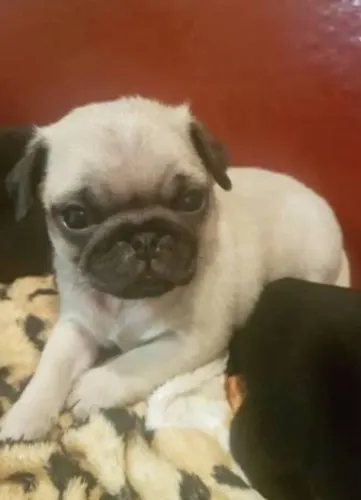 DOAÇÃO FILHOTE DE PUG