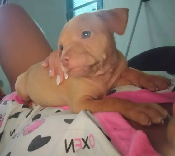 Últimos 3 filhotes de pitt monster 2 meses já vermífugados.