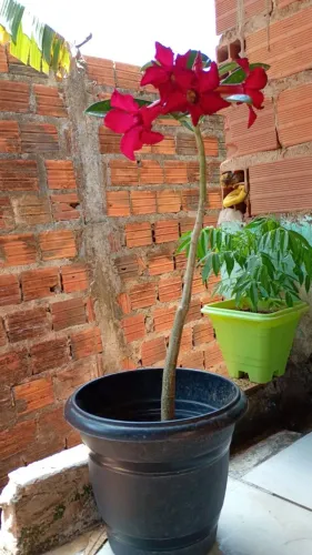Rosa do deserto