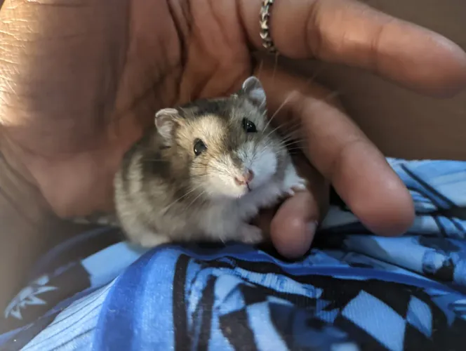 Doa-se Hamster 