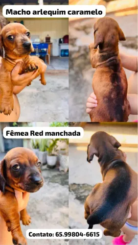 Vende-se Salsichinha