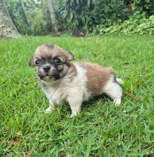 O Legítimo Chihuahua de Linhagem Nobre: Pedigree CBKC, Vacina V10 Importada e Garantia 