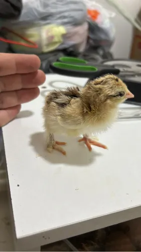 Brahma 