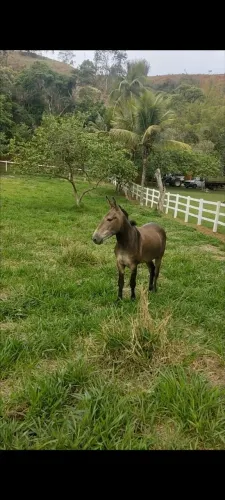 2 burros a venda ou troca