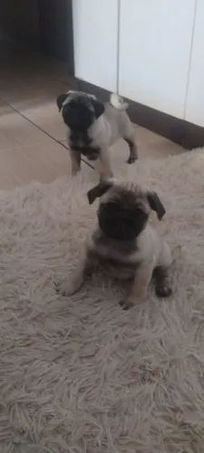 Lindos, Casal de Pug