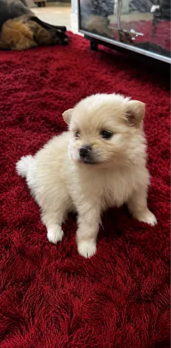 Spitz alemão tamanho pequeno