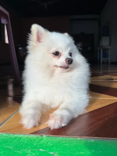 spitz alemão anão em busca de uma namorada