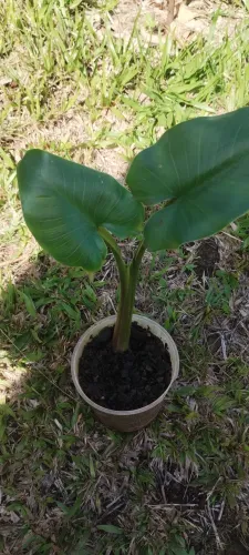 Copo de leite Branco 