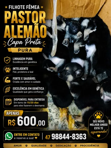Pastor alemão