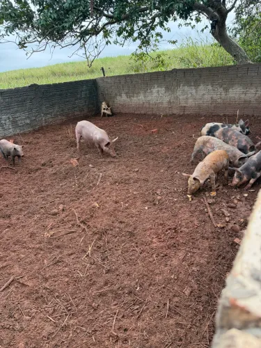 Leitoas