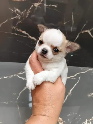 Chihuahua Macho, Pelo Curto  em 10x no Cartão. 