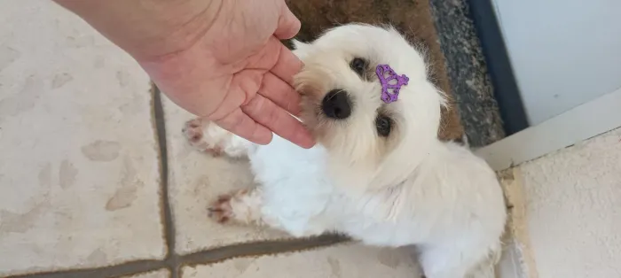 Maltês fêmea micro 10 meses