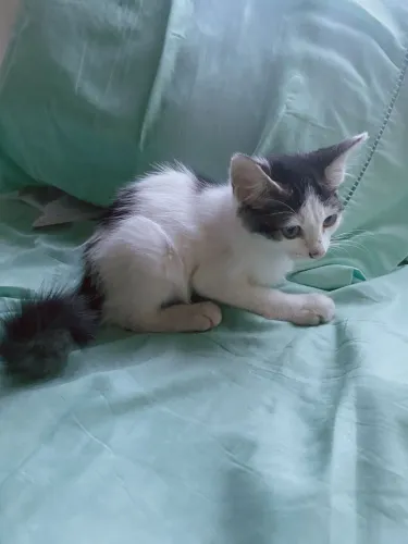 DOAÇÃO RESPONSÁVEL!!!