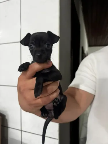 Filhote de Pinscher à venda!