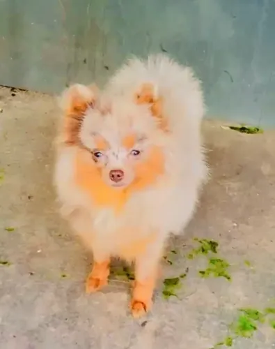 Spitz Alemão Anãozinho Tri Choco Merle a venda