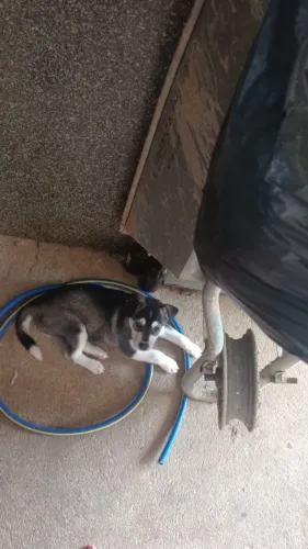 Doação de cachorro (filhote de husky)