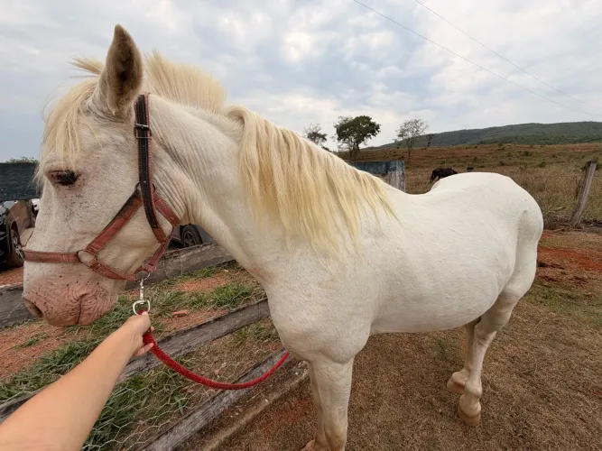 vendo cavalo branco MM 8 anos marcha picada tordilho já branco