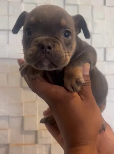 American Bully micro