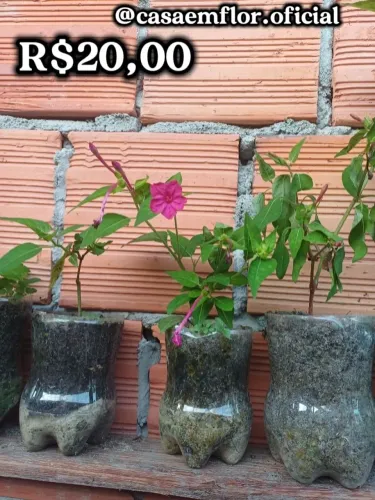 Mudas maravilha plantas 