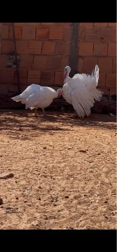 A venda casal de peru branco 