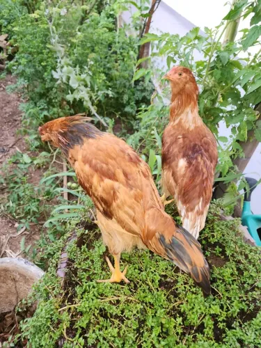 Frangos de poedeira com ameraucana