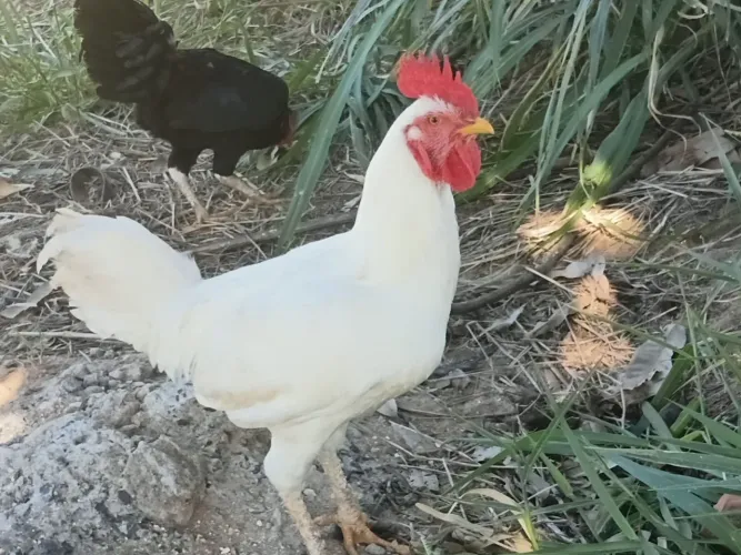 Vendo frango garnize com galinha grande já virando Galo . 