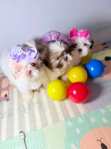 Shih tzu filhotes fêmeas Entrega imediata