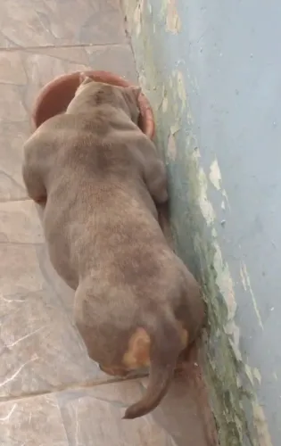 Matriz american Bully top de linha