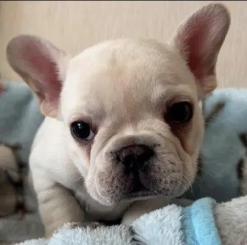 Bulldog frances filhote top