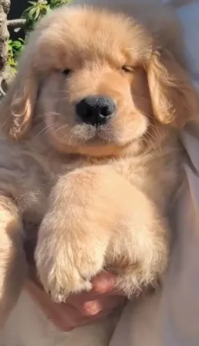 Fofuras de Golden Retriever liberados para entrega
