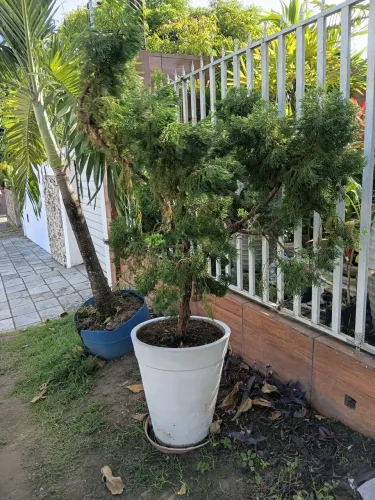 VENDE-SE DUAS CAISUCAS