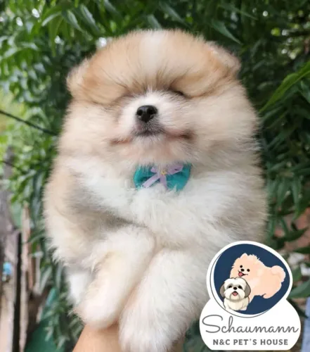 Lindos filhotes Lulu da Pomerania anão