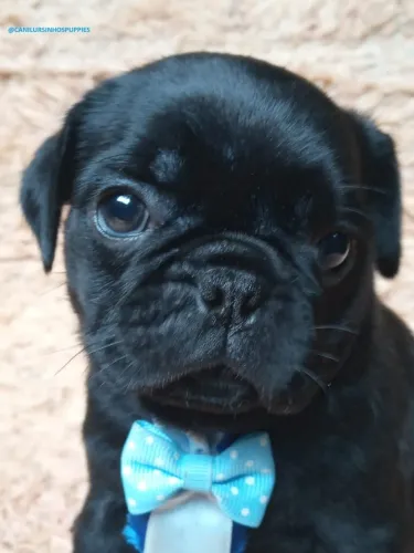 pug disponiveis abrico e black